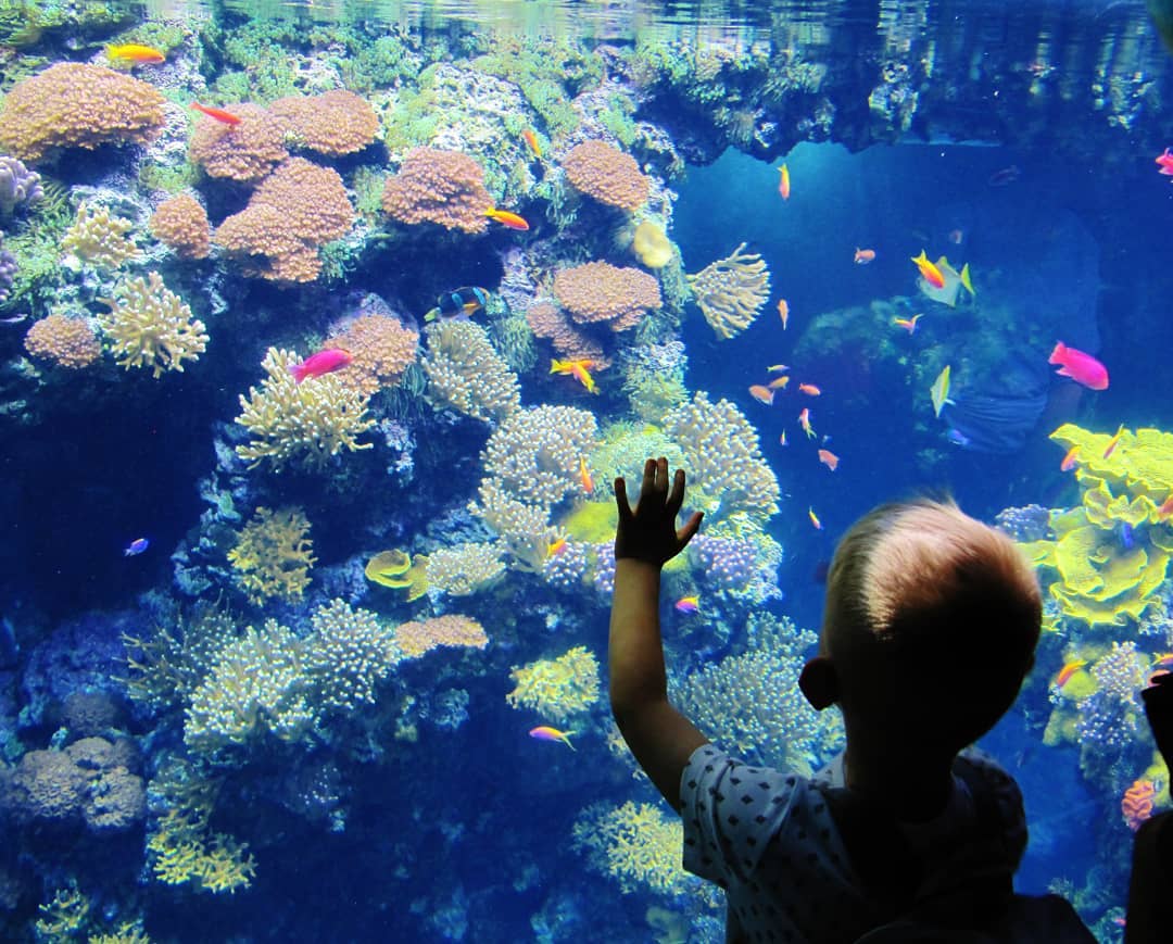 Oceanographic-Museum-Monaco-@marco.del Oceanographic-Museum-Monaco-@marco.del