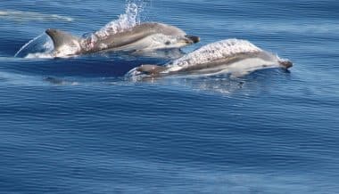 Riviera-navigation-sea-trips-from-monaco